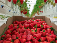 Canadian Greenhouse Grown Strawberries Nature Fresh Farms