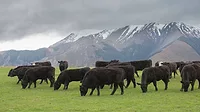 silverfernfarms.jpeg silverfernfarms.jpeg