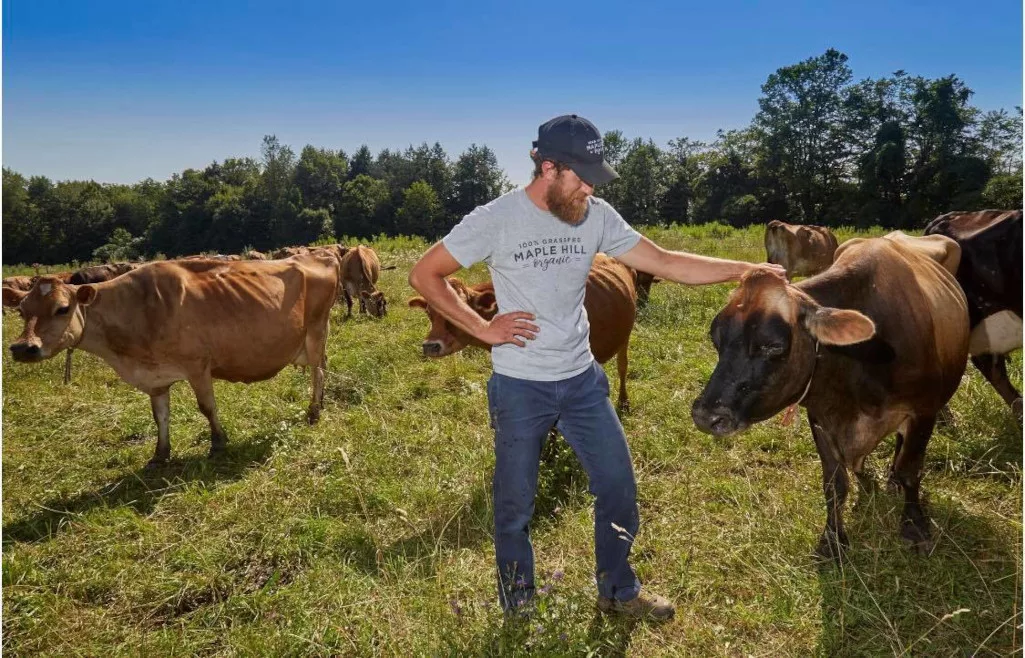 Maple Hill Farmer with cows