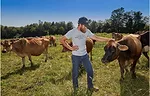 Maple Hill Farmer with cows