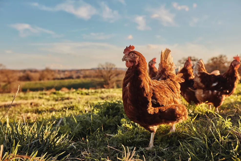 happy egg hens