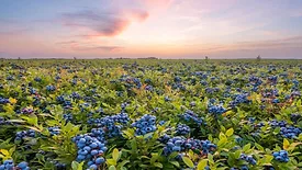 Blueberries at sunset.