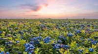Blueberries Sunset_SMALL.jpg Blueberries at sunset.