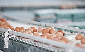 Egg processing line
