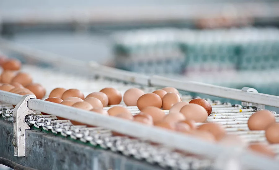 Egg processing line