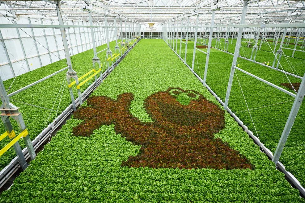 Sesame Street Gotham Greens team up for packaging.