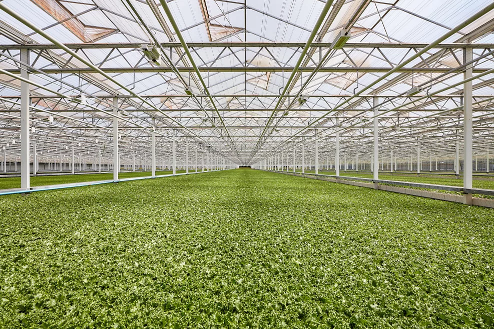 Little Leaf Farms next greenhouse is coming to Tennessee. 