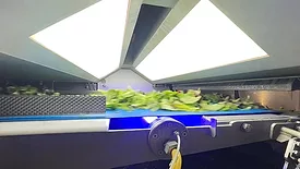 Key Technology leafy greens sorter