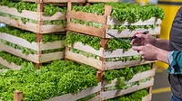 Fresh produce