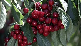 Close up of cherries and leaves on a tree.