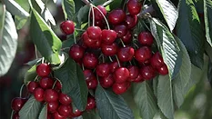 Flavor Tree Fruit Company Close up of cherries and leaves on a tree.