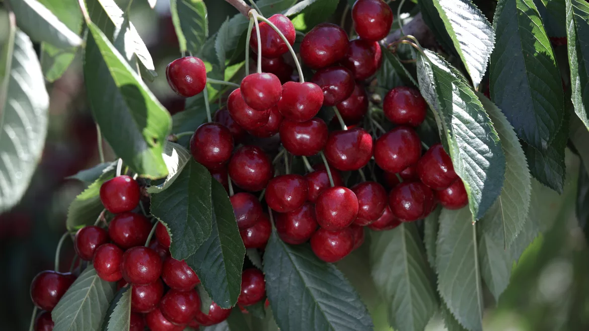 Close up of cherries and leaves on a tree.
