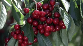 Close up of cherries and leaves on a tree.