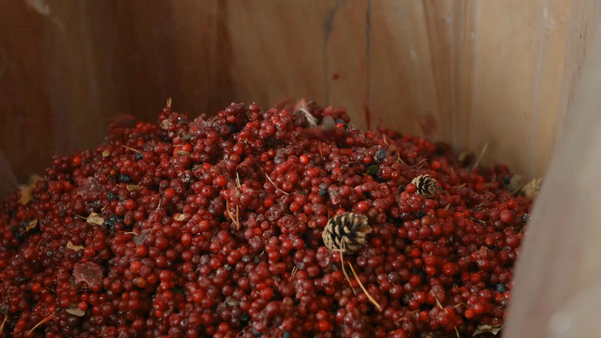 Buhler's SORTEXT berries