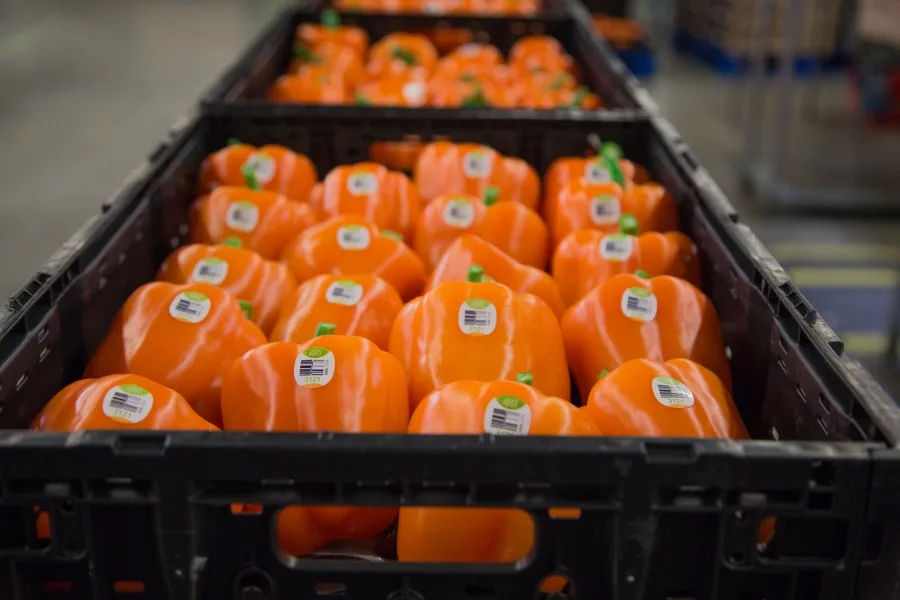 IFCO Pure Flavor BellPeppers