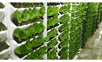 Living Greens Farm new grow room