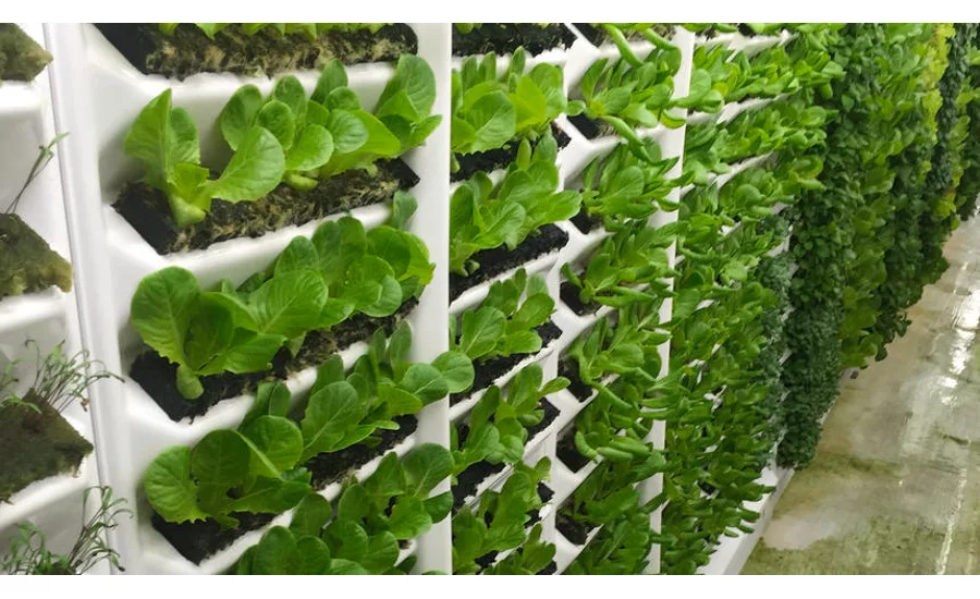Living Greens Farm new grow room