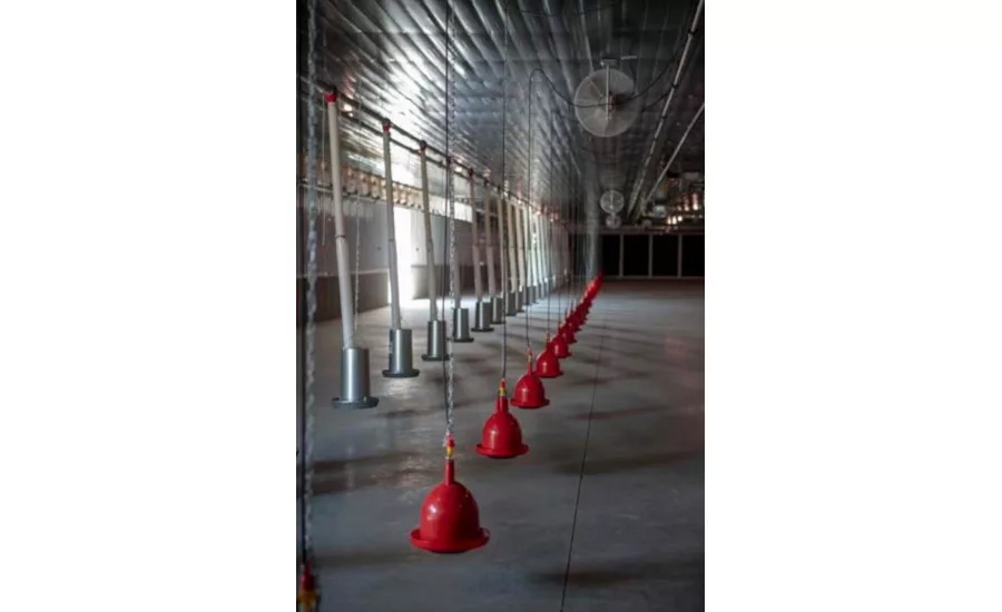 Aviagen Turkeys pedigree farm
