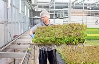 BrightFarms Abilene TX greenhouse