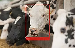 Cargill facial recognition tech 