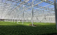 Gotham Greens Chicago greenhouse