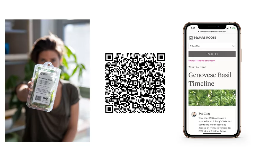 Square Roots Transparency Timeline
