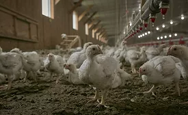 Perdue Farms controlled atmosphere stunning
