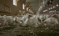 Perdue Farms controlled atmosphere stunning