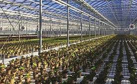 Greenbelt Microgreens