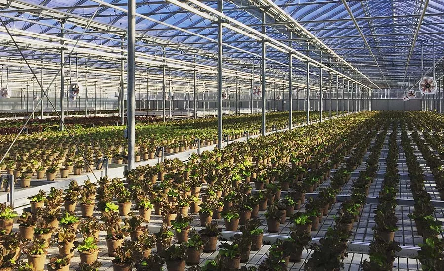 Greenbelt Microgreens