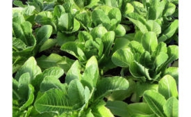 Intrexon GreenVenus Romaine lettuce