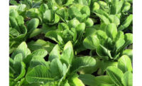 Intrexon GreenVenus Romaine lettuce