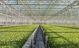 Little Leaf Farms greenhouse