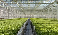 Little Leaf Farms greenhouse