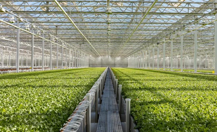 Little Leaf Farms greenhouse