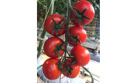 Pure Flavor tomatoes in greenhouse 