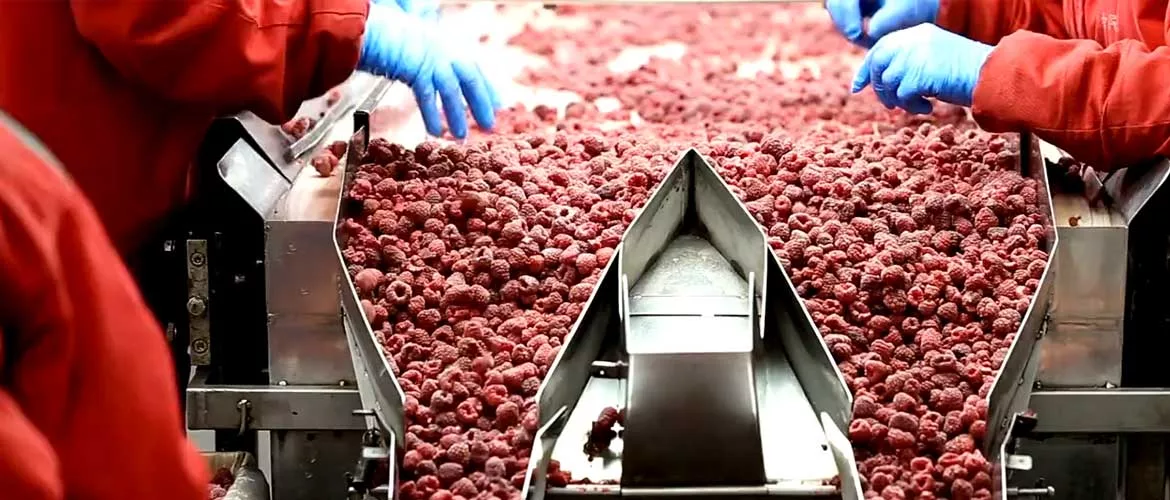 Top 150 Frozen Food Processors Report 2021