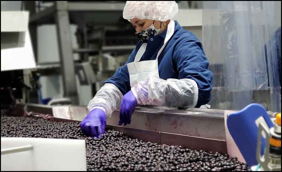 worker sorting blackberries