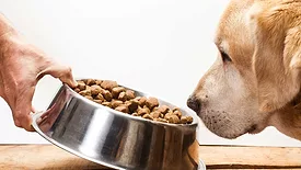 pet food processing
