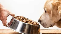 pet food processing