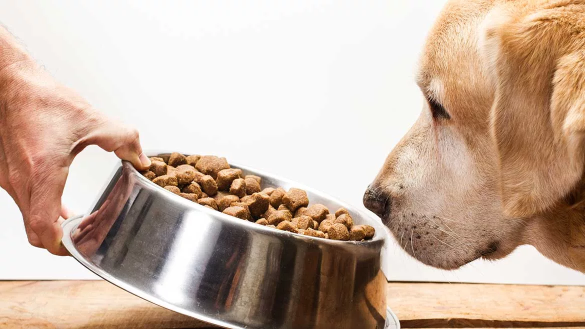 pet food processing
