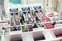 Frozen Foods Processors Report