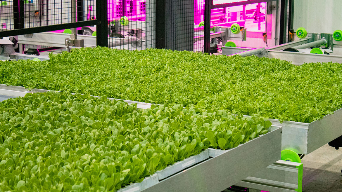 seeds are grown in rack systems