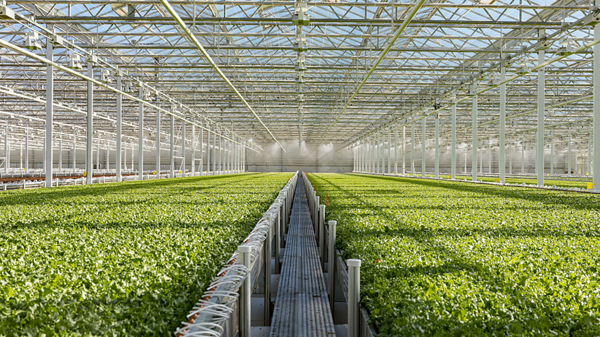 Little Leaf Farms greenhouse