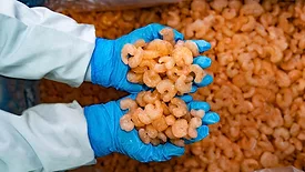 Frozen shrimp
