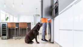 Dog waiting for food from refrigerator