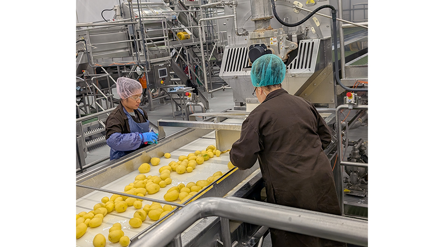 Potato inspection line