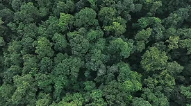 Dense trees