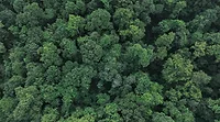 Dense trees