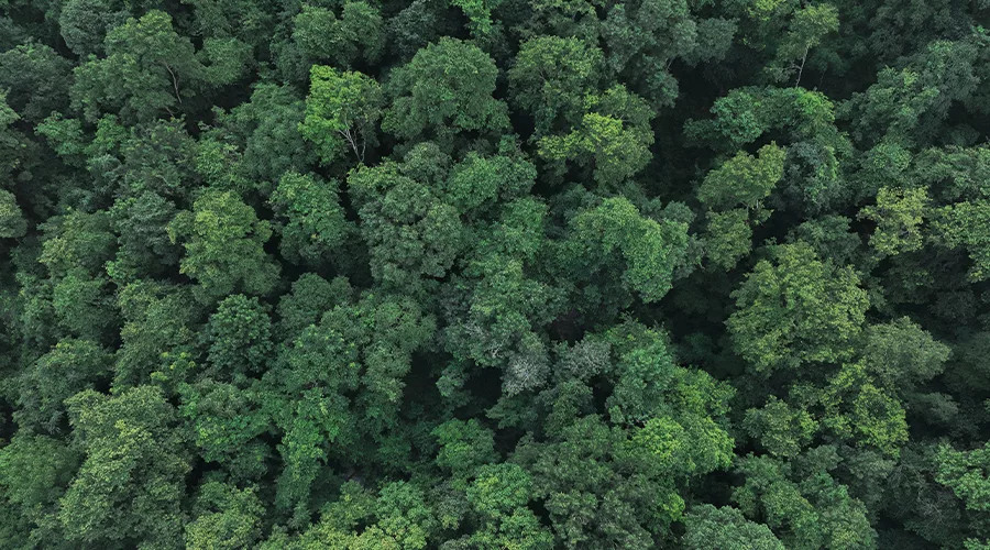 Dense trees